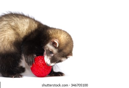 Cute And Fun  Ferret Baby Or Weasel Playing With Ball In White Background