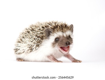 süßer und lustiger hedgehog-nager Hintergrund