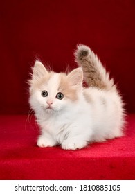 Cute Funny Adorable Munchkin Kitten 