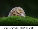 Cute funny animal with snipes. Autumn wildlfie. Autumn orange leaves with hedgehog. European Hedgehog, Erinaceus europaeus,  photo with wide angle, Germany nature.