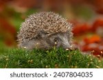 Cute funny animal with snipes. Autumn wildlfie. Autumn orange leaves with hedgehog. European Hedgehog, Erinaceus europaeus,  photo with wide angle. 
