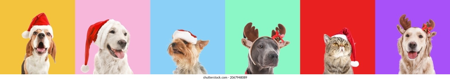 Cute funny animals with Christmas decor on color background