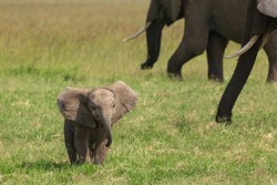 Cute And Funny Baby Elephant Looking Up With Ears Stretched While The Rest Of The Herd Is Feeding
