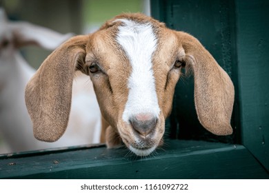 Cute And Funny Baby Goat.