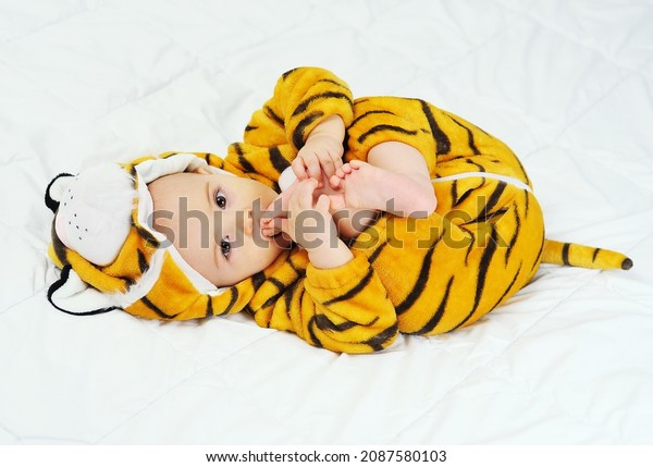 cute funny baby in a\
tiger costume lies on a white background and bites his leg. The\
Year of the Tiger.
