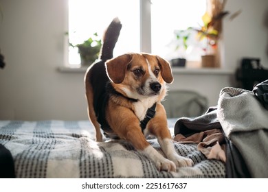 cute funny beagle dog stretches on the bed - Powered by Shutterstock