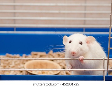 Cute funny big-eared rat in a cage (shallow DOF, selective focus on the rat eyes)