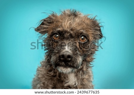 A cute and funny brown bossipoo crossbreed dog in front of colorful blue studio background