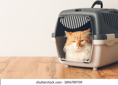 Cute Funny Cat In Carrier At Home