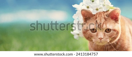Cute funny cat crowned with a flowers chaplet  Horizontal banner
