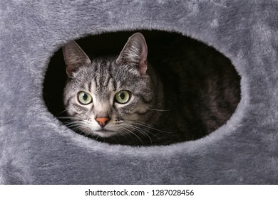 Cute Funny Cat Hiding In Its House