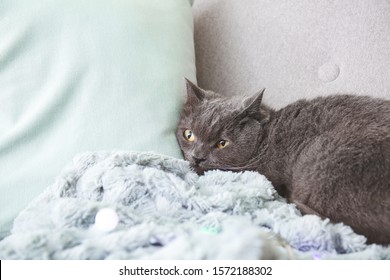 British Shorthairs Images Stock Photos Vectors Shutterstock