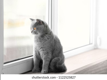 Cute Funny Cat On Window Sill