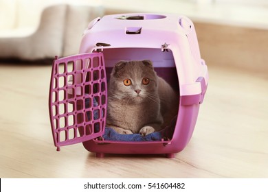 Cute Funny Cat In Plastic Carrier At Home