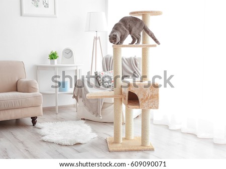 Cute funny cat playing on tree at home