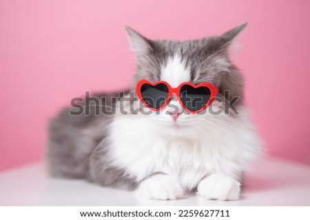 Cute funny cat in red heart shaped sunglasses sits on a pink background. Postcard with cat with space for text. Concept Valentine's Day, wedding, women's day, birthday