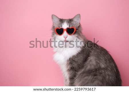 Cute funny cat in red heart shaped sunglasses sits on a pink background. Postcard with cat with space for text. Concept Valentine's Day, wedding, women's day, birthday