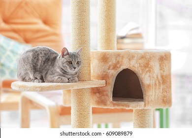 Cute Funny Cat And Tree In Room