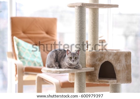 Cute funny cat and tree in room