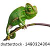 chameleon isolated