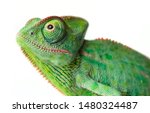 cute funny chameleon - Chamaeleo calyptratus on a branch