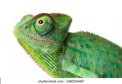 cute funny chameleon - Chamaeleo calyptratus on a branch - Shutterstock ID 1480324487