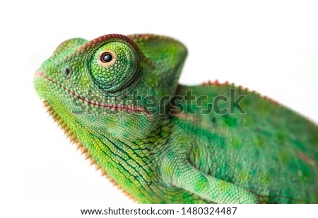 cute funny chameleon - Chamaeleo calyptratus on a branch