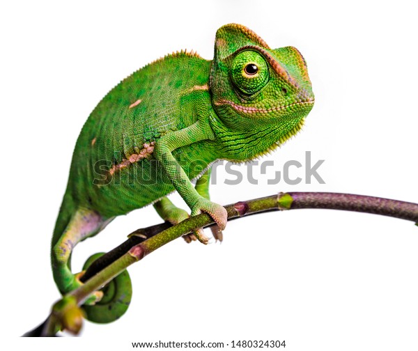 Cameleon Drole Mignon Chamaeleo Calyptratus Photo De Stock Modifiable