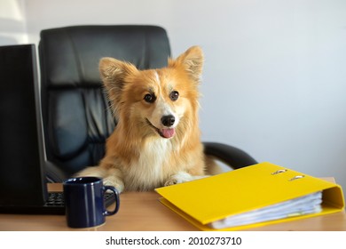 Cute Funny Corgi Dog Sits In A Chair And Working On A Computer In The Office At His Desk
