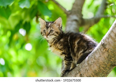 Cute Funny Curious Kitten Cat Climbing Tree In Garden On Sunny Summer Day