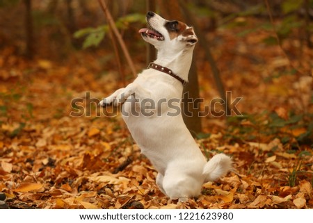 Similar – Foto Bild Laubtanz Herbst Blatt Wald