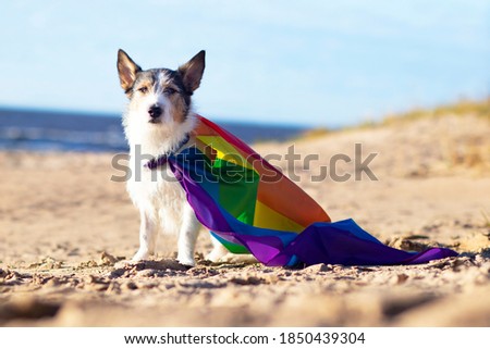 Cute funny dog with colorful rainbow gay lgbt flag. Pride holiday concept. outdoor lifestyle