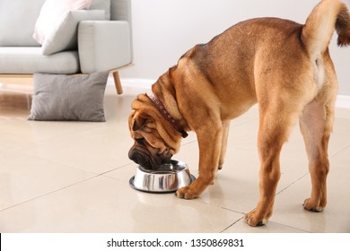 Cute Funny Dog Drinking Water At Home
