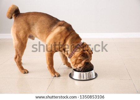 Cute funny dog drinking water at home