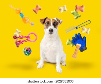 Cute funny dog with flying pet accessories and dry food on color background