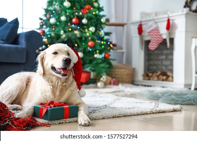 Cute funny dog with gift in room decorated for Christmas