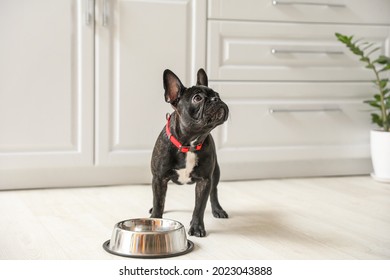 Cute funny dog near bowl with food at home