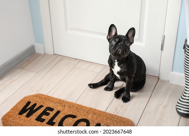 Cute funny dog near door in hallway