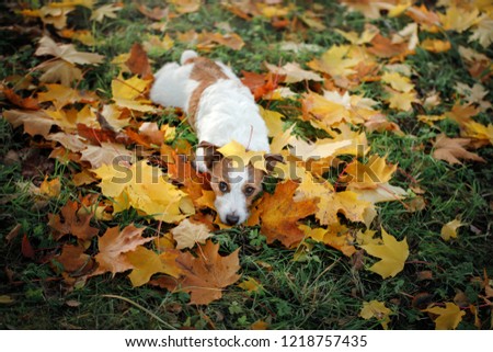 Similar – Funny dog with big yellow leaf on head