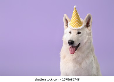 Cute Funny Dog With Party Hat On Color Background