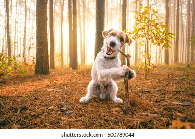 Cute Funny Dog Playing With Wood Stick In Autumn Forest And Looking At Camera. Pet On Walk In Nature. Fall Season Background. Fog And Sun Light