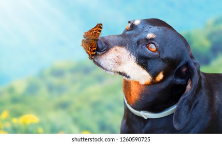 Butterfly On Nose Images, Stock Photos & Vectors 