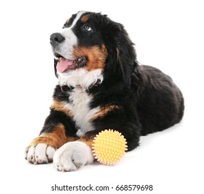 Cute Funny Dog With Rubber Ball On White Background