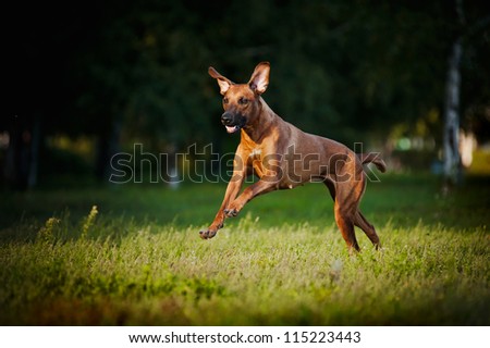 cute funny dog running on the grass