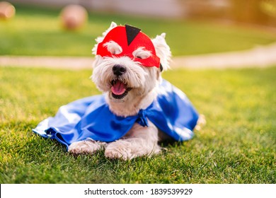 Cute and funny dog in superhero mask and cape posing for camera, animal rights concept