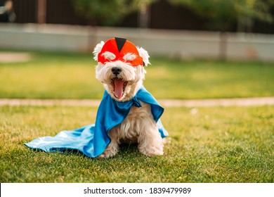Cute and funny dog wearing superhero mask and cape, posing to camera and yawning, animals rights concept