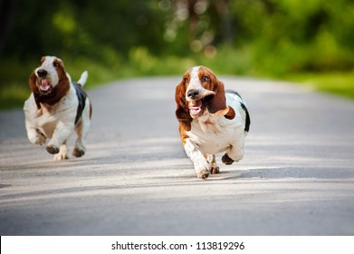 Cute Funny Dogs Basset Hound Running On The Road