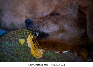 Cute Funny Domestic Female Eating Jackfruit , Dog Eating Fruit