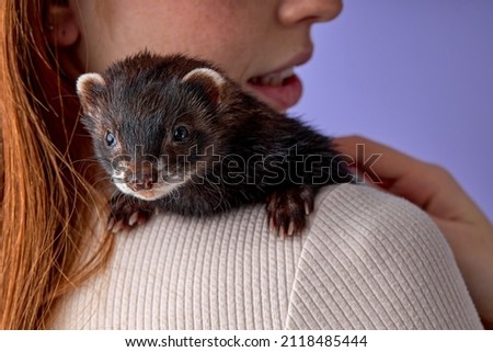 cute funny domestic pet ferret on owner's shoulders, exploring everything around.Woman and domestic pet concept. close-up shot. cropped redhead woman side view