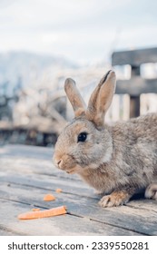 Cute funny domestic rabbit eating carrot. Farm life
